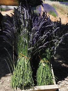 lavender, lavender bunches, tufts, sale, blue, bouquet, posy