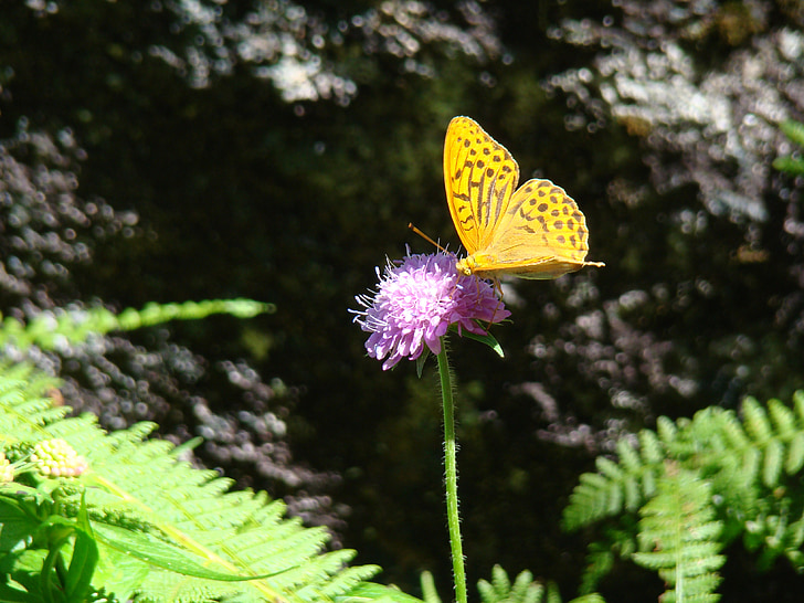 motýľ, hmyzu, Záhrada, Príroda