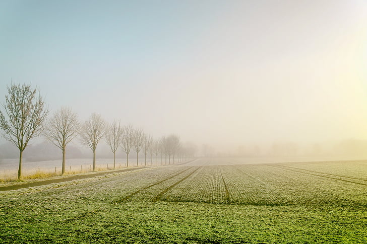 green, grass, field, clear, blue, sky, daytime