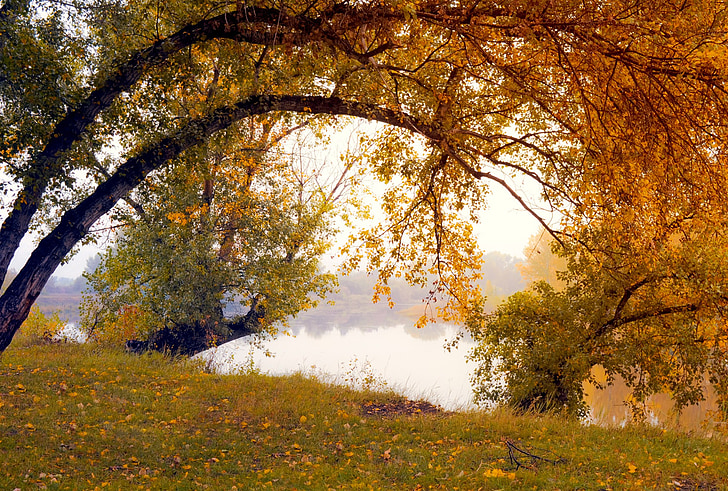 otoño, árboles, orgánica, agricultura, al aire libre, medio ambiente, tronco