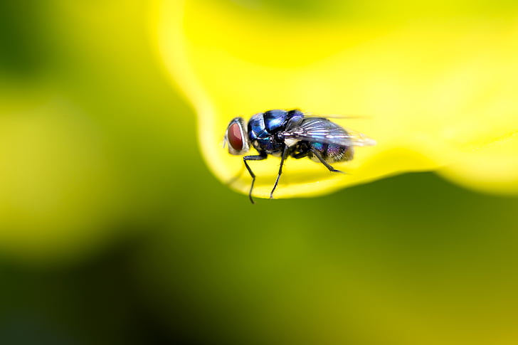 volar, Fotografía macro, insectos, mosca azul, África, hoja amarilla, un animal
