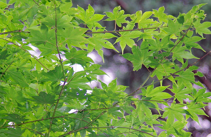acero, foglie autunnali, Maples, verde, legno