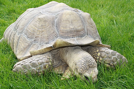Tortue, nature, faune, Zoo, animaux, géant
