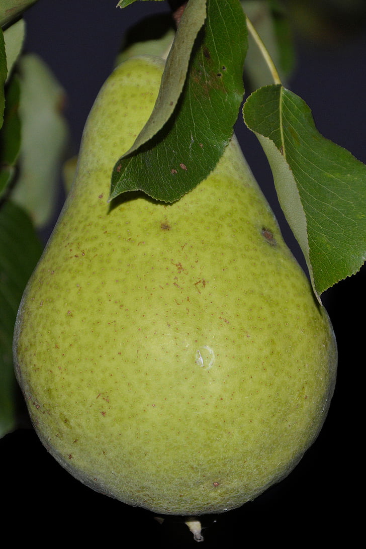 pear, leaves, fruit, ripe, green