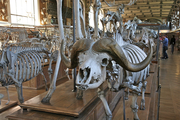 skelets, muzejs, dzīvnieku, galvaskauss, bioloģija, balta, daba