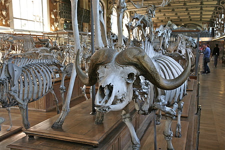 esqueleto, Museu, animal, caveira, Biologia, Branco, natureza