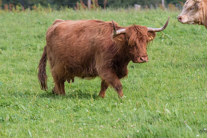 Highland-rinder, viande bovine, vache, Ecosse, hautes-terres, paysage, Hof