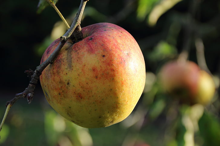 Apple, bio, oogst, oudere, zomer, boom, fruit