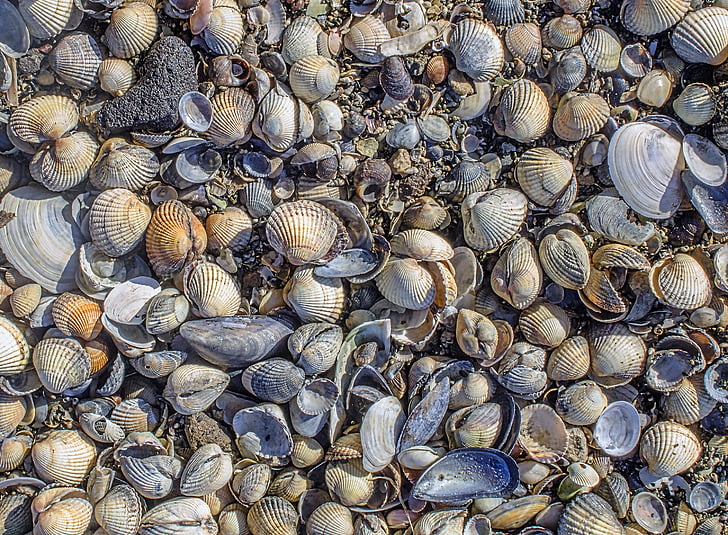 background, texture, detail, mussels, beach, large group of animals, animal shell