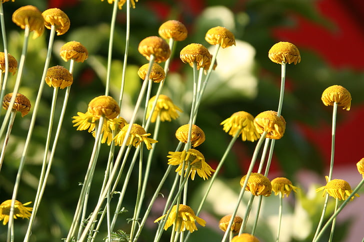 flowers, yellow, stems, petals, summer, nature