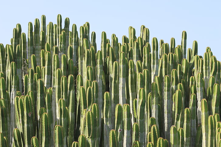 Cactus, pianta, sperone, fico d'India, verde, mare, spine