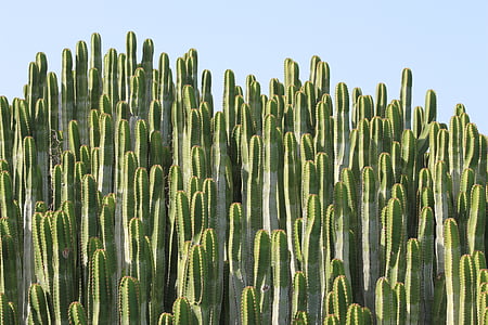 Cactus, Anläggningen, sporre, taggig, grön, havet, törnen