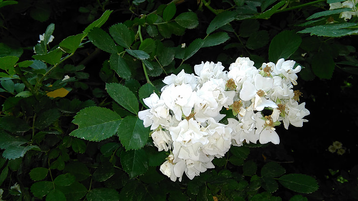 biely kvet, tmavozelená, scenérie, Záhrada