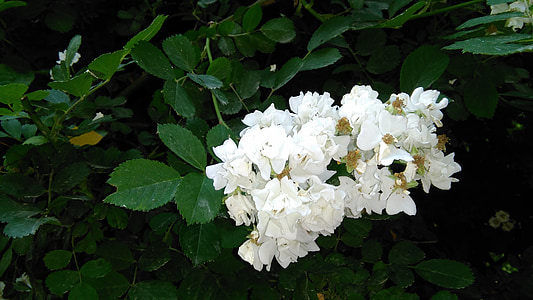 Bílý květ, zelený list, scenérie, zahrada
