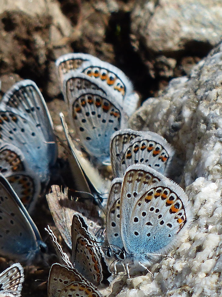 fotografering, blå, Rock, sommerfugle, Restharrow, polyommatus icarus, close-up