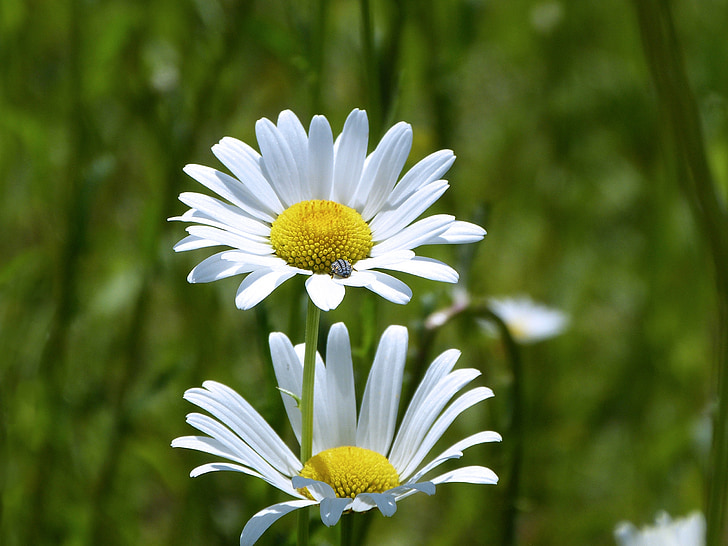 Daisy, blomma, våren, vit, växter