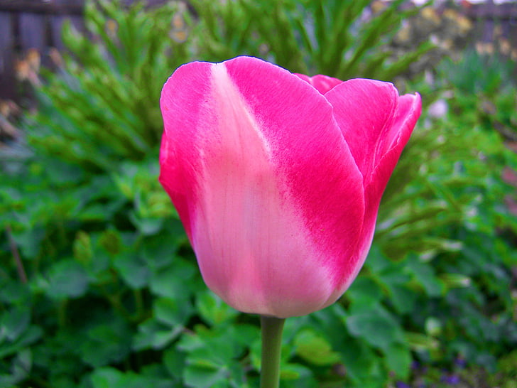 tulipanes rosa, flor de primavera, jardín