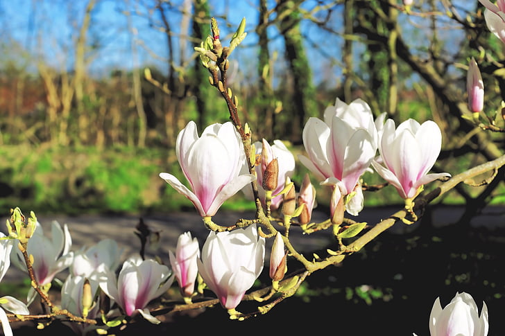 Magnolia, bunga, musim semi, pohon, frühlingsblüher, mekar penuh, sepanjang tahun