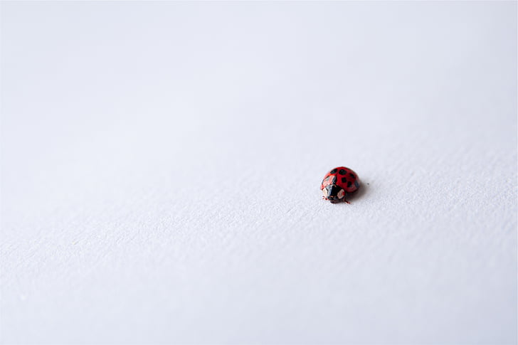 ladybird, white, surface, ladybug, insect, one animal, animal themes