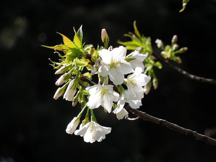 vyšnia, Pavasario gėlės, pavasarį Japonijoje, žydinčios japoniškos sakuros, pavasarį, augalų, Japonija