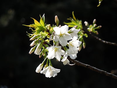 čerešňa, jarné kvety, jar v Japonsku, kvitnúce sakury, jar, rastlín, Japonsko