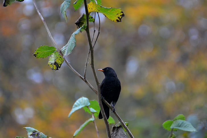 Melro-preto, pássaro, natureza, preto, animal, fotografia da vida selvagem
