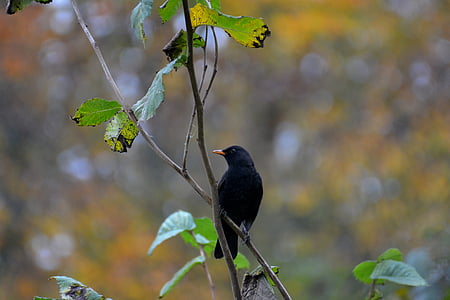 Blackbird, fugl, natur, sort, dyr, dyreliv fotografering
