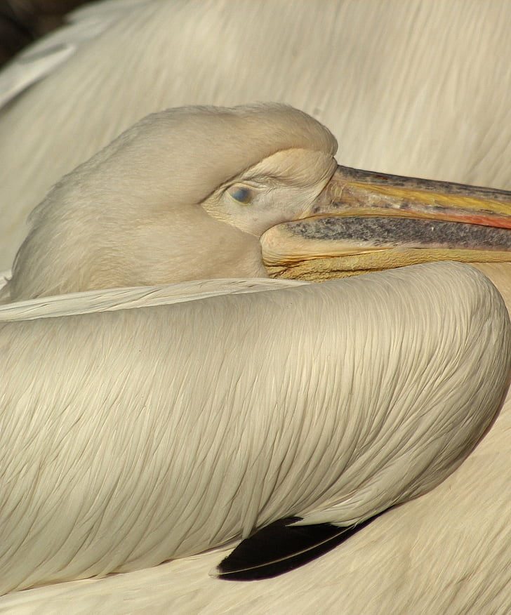 Pelican, pää, nokka, silmä, lintu
