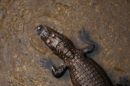 Alligator, wormsalamanders, dier, krokodil, reptielen, water, Royalty-beelden