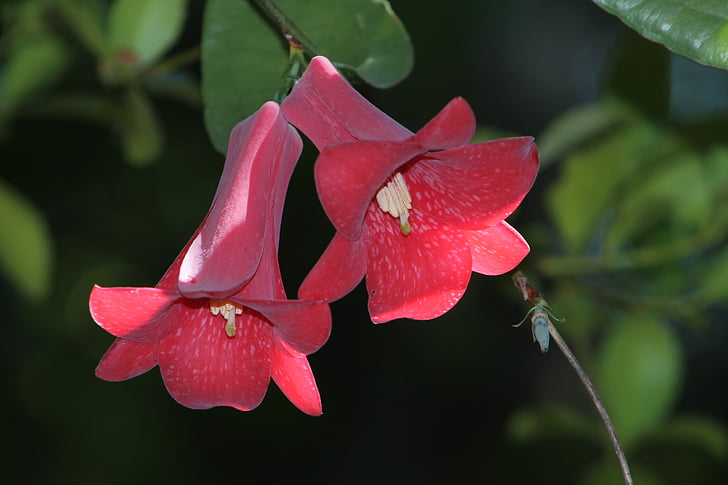 flower, nature, red