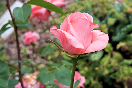 Rózsa, virág, Blossom, Bloom, rózsaszín, természet, Pink rose