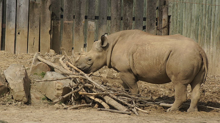 rinoceront, banyes, rinoceront, mamífer, vida silvestre, Àfrica, Safari