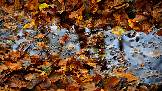 rudenį, geltona, lapija, miško, lapų, Gamta, sezono metu