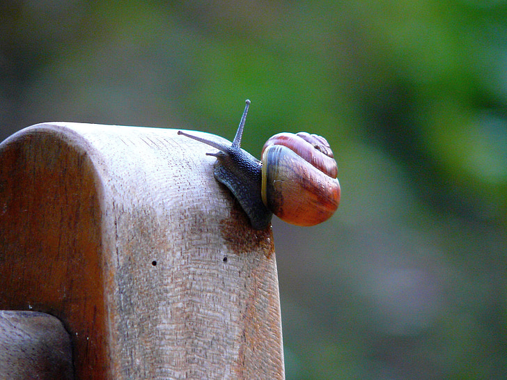 snail, shell, close, snail shell, mollusk, slowly, nature