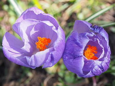 番红花, 春天, bühen, 紫罗兰色, 紫色, 多彩, 开花