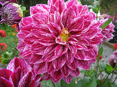 Dahlia, Sân vườn, Hoa, mùa thu, màu sắc, màu hồng, chồi