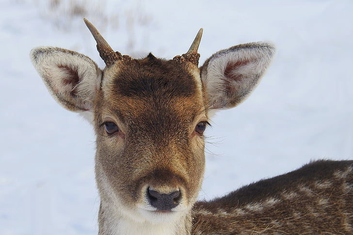 Hirsch, trẻ deer, hươu fallow, hoang dã, động vật, rừng, scheu