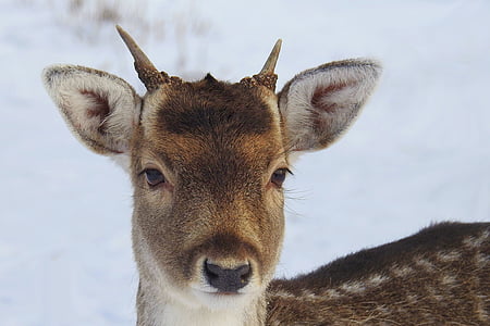 hirsch, young deer, fallow deer, wild, animal, forest, scheu