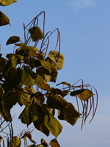 Catalpa, păstăi, verde deschis, ornamentale, fructe, copac