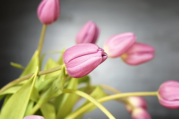 tulipano, fiori, Blossom, Bloom, primavera, natura, pianta