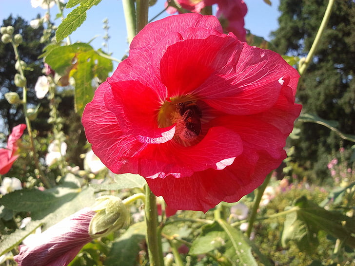 natura, pianta, fiori, fiore, Blossom, Bloom, rosso