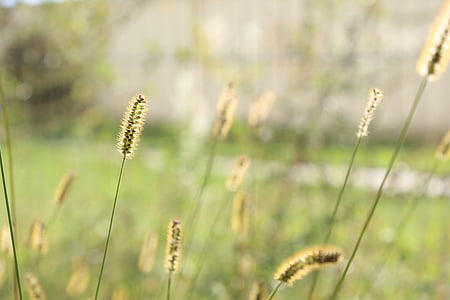 Grass, Sommer, Wiese, Unkraut, Natur, Feld, Grashalme
