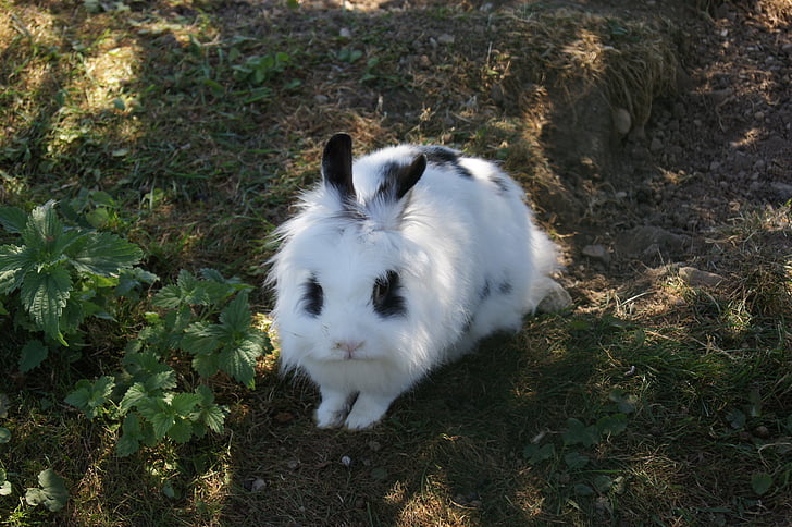 hare, rabbit, pet, cute, white