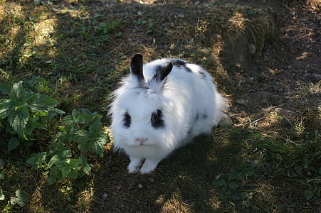 野兔, 兔子, 宠物, 可爱, 白色
