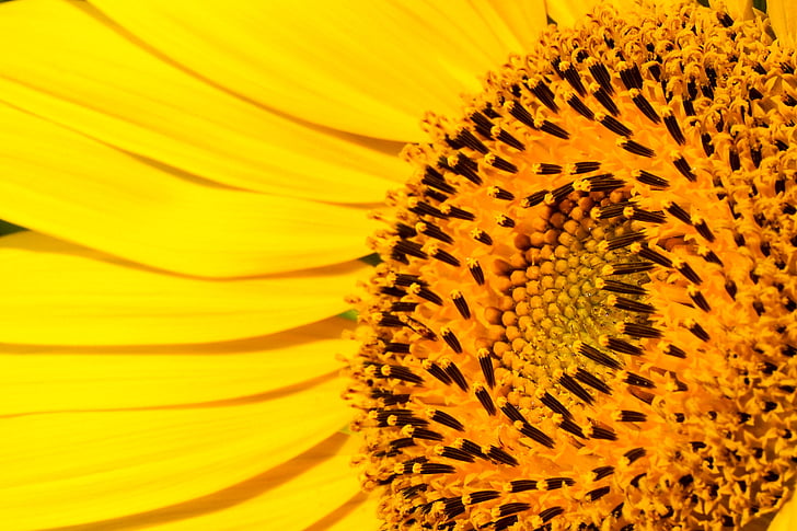 sunflower, yellow, pretty