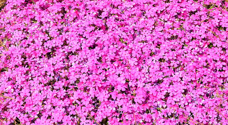Vibrant pink floral, ziedi, rozā, zieds, Pavasaris, Bloom, krāsains