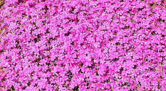 яскраві рожеві квіткові, квіти, рожевий, цвітіння, Весна, цвітіння, барвистий