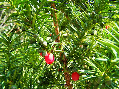 Yew, petits fruits, vert, fruits rouges, nature, rouge, plante