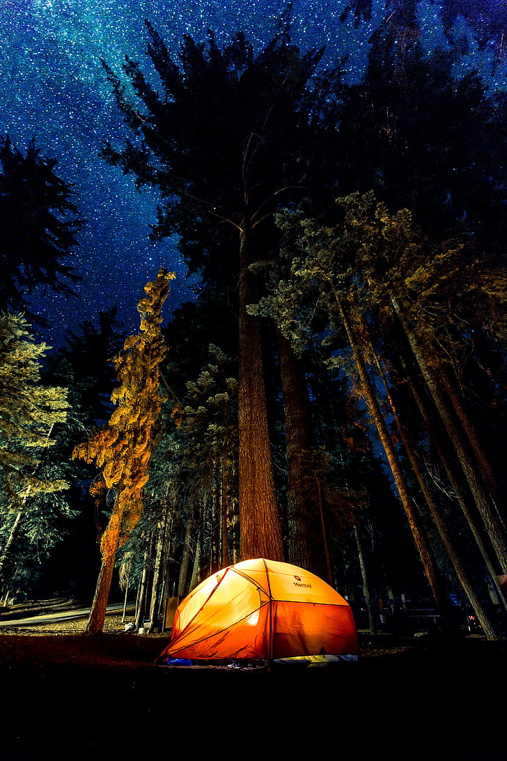 camping, dark, forest, light, low angle shot, outdoors, perspective
