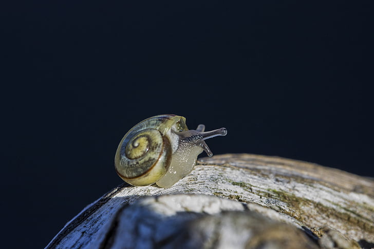 snail, animal, fauna, macro, molluscs, invertebrates, snail shell